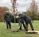 Tree planting