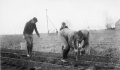 Boy Scouts planting walnuts