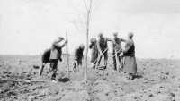 Silver linden, May 6, 1925